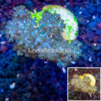LiveAquaria® Cultured Pineapple Tree Coral (click for more detail)