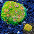 LiveAquaria® Cultured Ultra Chalice Coral (click for more detail)