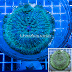 Mini Carpet Anemone (click for more detail)