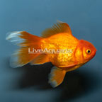 Orange Oranda Goldfish (click for more detail)