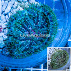 Mini Carpet Anemone (click for more detail)