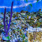 Purple Candelabra Gorgonian (click for more detail)