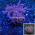Pineapple Tree Coral Indonesia (click for more detail)