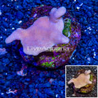 Devil's Hand Leather Coral Indonesia (click for more detail)