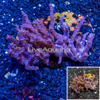 Tree Coral Indonesia (click for more detail)
