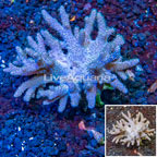 Sinularia Leather Coral Vietnam (click for more detail)