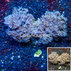 Xenia Coral Indonesia (click for more detail)