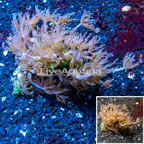 Waving Hand Coral Vietnam (click for more detail)