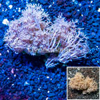 Xenia Coral Indonesia (click for more detail)