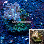 Pineapple Tree Coral Indonesia (click for more detail)