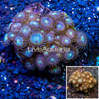 Zoanthus Coral Indonesia (click for more detail)