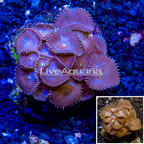 Protopalythoa Coral Indonesia (click for more detail)