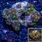 Zoanthus Coral Indonesia (click for more detail)