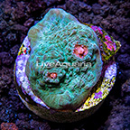 LiveAquaria® Oregon Mummy Eye Chalice Coral (click for more detail)