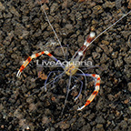 Yellow Banded Coral Shrimp (click for more detail)