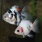 Jumbo Ryukin Goldfish (Pair) (click for more detail)