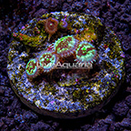 USA Cultured Ultra Zoanthus  (click for more detail)