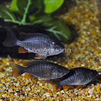 Yellowfin Borleyi Cichlid (Group of 3) (click for more detail)
