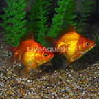 Assorted Ryukin Goldfish (Pair) (click for more detail)