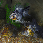 Assorted Jumbo Ryukin Goldfish (Group of 3) (click for more detail)