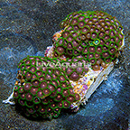 Mantis and Radioactive Dragon Eye Colony Polyp Rock Zoanthus Indonesia IM (click for more detail)