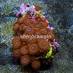Red People Eater Colony Polyp Rock Zoanthus Indonesia IM (click for more detail)