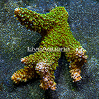 Aussie Branching Acropora Coral  (click for more detail)