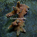 Aussie Branching Acropora Coral (click for more detail)