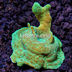 ORA® Mint Pavona Coral (click for more detail)