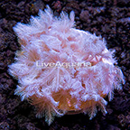 USA Cultured Ultra Pulsing Xenia Coral (click for more detail)