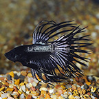 Black Orchid Crowntail Betta (click for more detail)