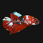 Red Koi Galaxy Plakat Betta, Male (click for more detail)