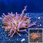 Tree Coral Indonesia (click for more detail)
