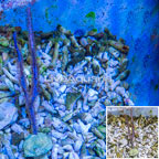 Purple Ribbon Gorgonian (click for more detail)
