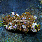 Mantis Colony Polyp Rock Zoanthus Indonesia IM (click for more detail)