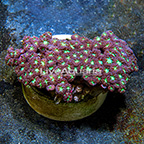 Aussie Blastomussa Coral  (click for more detail)