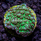 USA Cultured Ultra Hydnophora Coral (click for more detail)