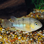 Cutter's Cichlid (click for more detail)