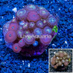 Zoanthus Coral Indonesia (click for more detail)
