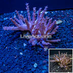 Tree Coral Indonesia (click for more detail)