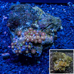 Zoanthus Coral Indonesia (click for more detail)