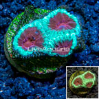 LiveAquaria® Cultured Favia Coral (click for more detail)