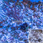 Purple Sea Whip  (click for more detail)