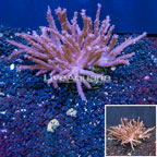 Tree Coral Indonesia (click for more detail)