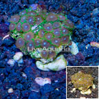 Zoanthus Coral Indonesia (click for more detail)