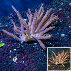 Tree Coral Indonesia (click for more detail)
