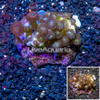 Zoanthus Coral Indonesia (click for more detail)