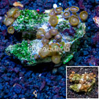 Zoanthus Coral Vietnam (click for more detail)