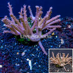 Tree Coral Indonesia (click for more detail)