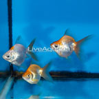 Gold Ryukin Goldfish, Trio (click for more detail)